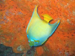 Queen and Orange Sponge from "Turtle Reef", Grand Cayman.... by Brian Mayes 